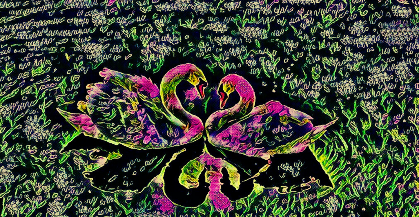 SWAN LOVE - An Original Vibrant Colorful Pink Black Two Swans Swan Couple in a Grassy Pond Impressionistic Wall Artwork Print by ElaniArt