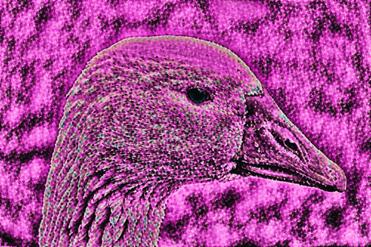 THE DUCK - An Original Vibrant Colorful Pink Duck Bird Waterfowl Feathers Close-Up Portraiture Impressionistic Artwork Print by ElaniArt